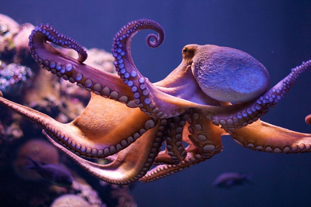 Po sastavu DNK hobotnice su vanzemaljci