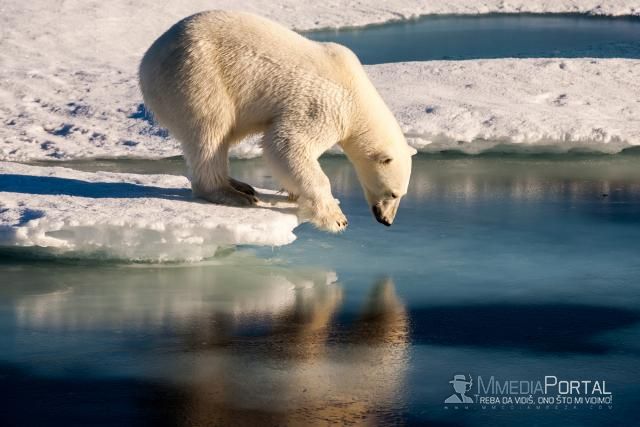 Istraživanje o polarnim medvedima iznenadilo čak i naučnike