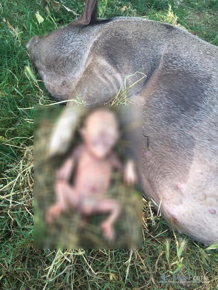 Priča o svinji koja je rodila bebu koja liči na ljudsku bebu je.... ISTINA ILI LAŽ? (VIDEO, FOTO)