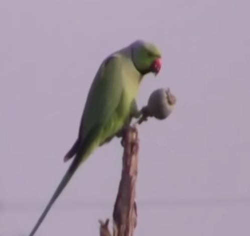 Papagaji narkomani pustoše polja maka (UZNEMIRUJUĆI VIDEO)
