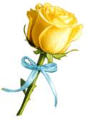 Yellow Rose